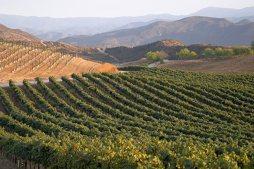 Private Wine Tasting Tour in Temecula from Los Angeles and Orange ...